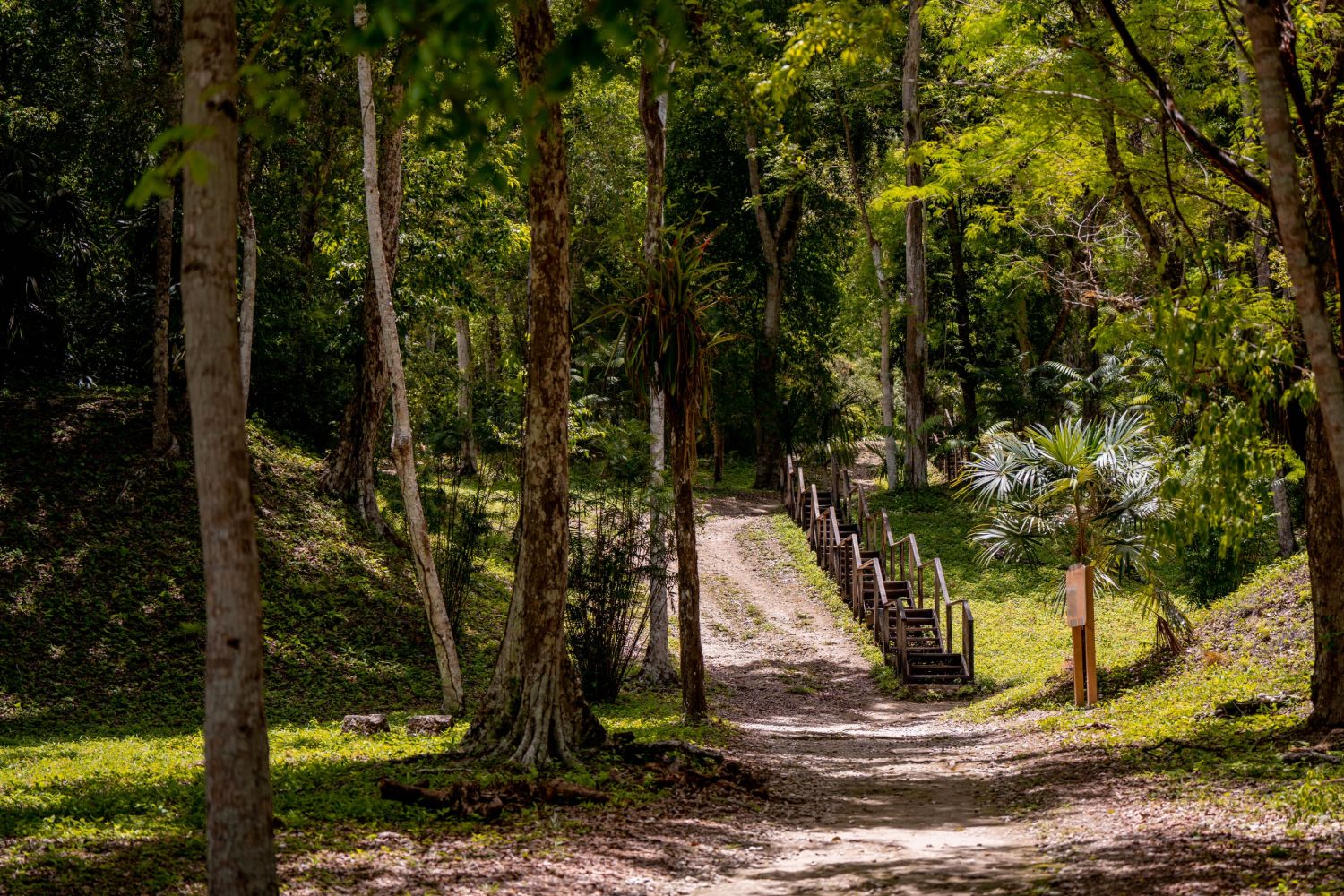 Sendero con escalinata de madera entre árboles y palmas