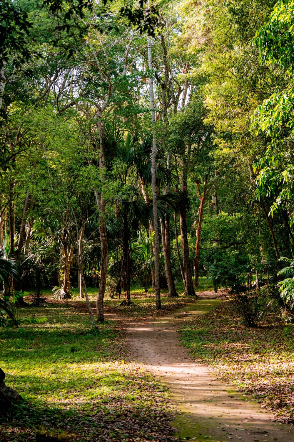 Sendero de tierra entre palmas y árboles altos en la selva de Yaxha